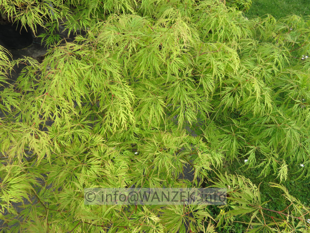 Acer palmatum Dissectum 04.JPG